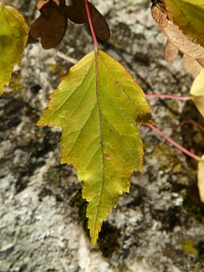 Jagged small leaf acer tataricum subsp ginnala photo