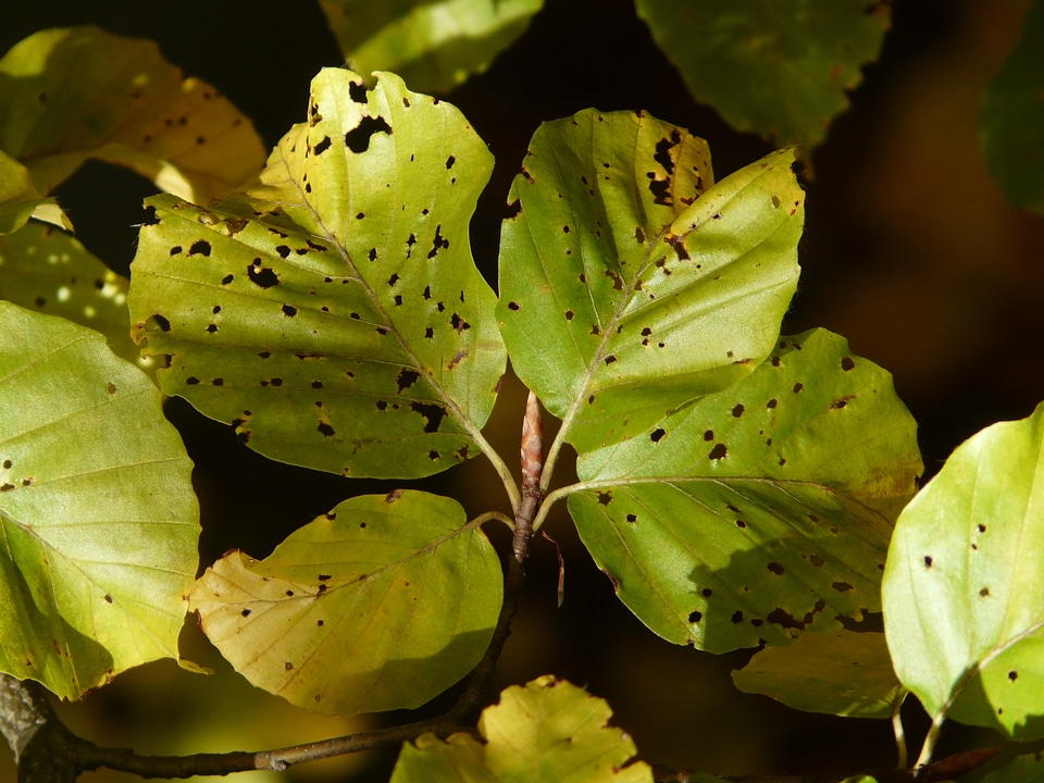 Winter moth beech leaf leaf