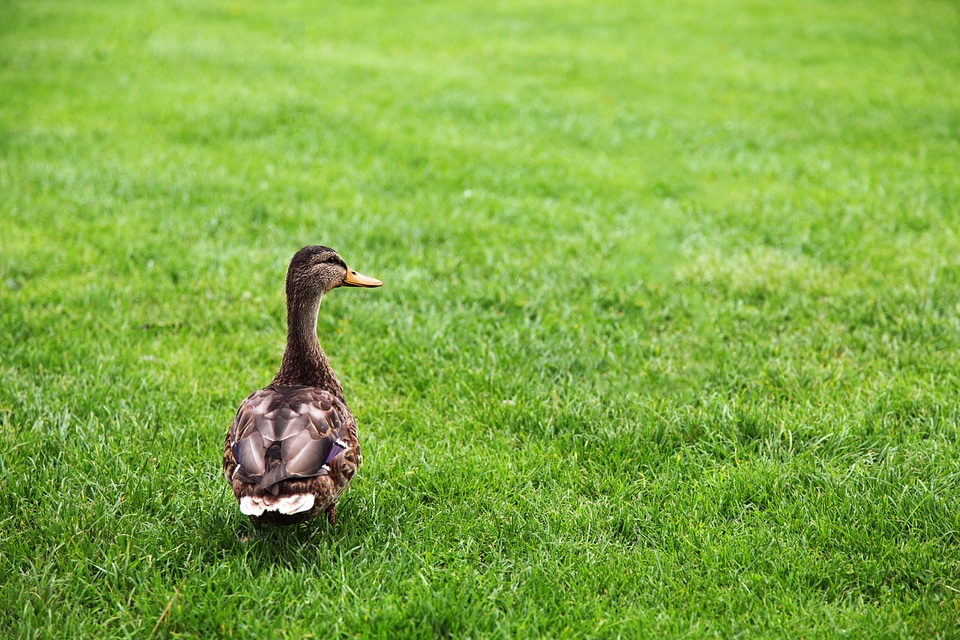 Brown duck farm