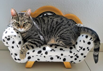 Cat animal