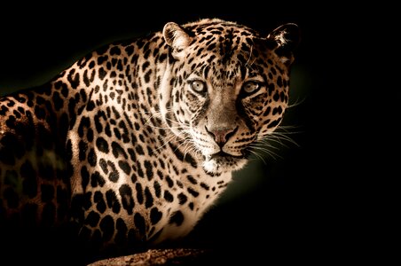 Leopard animal