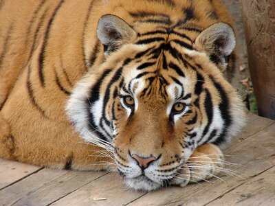 Tiger animal