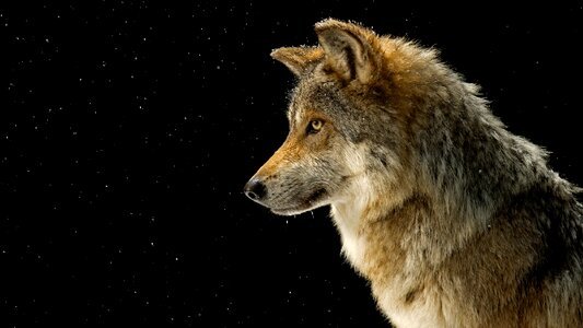 Wolf animal photo