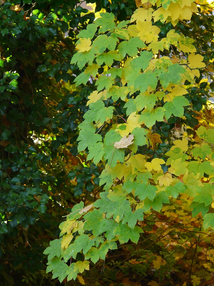 Green yellow autumn
