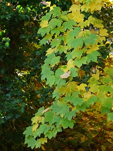 Green yellow autumn photo
