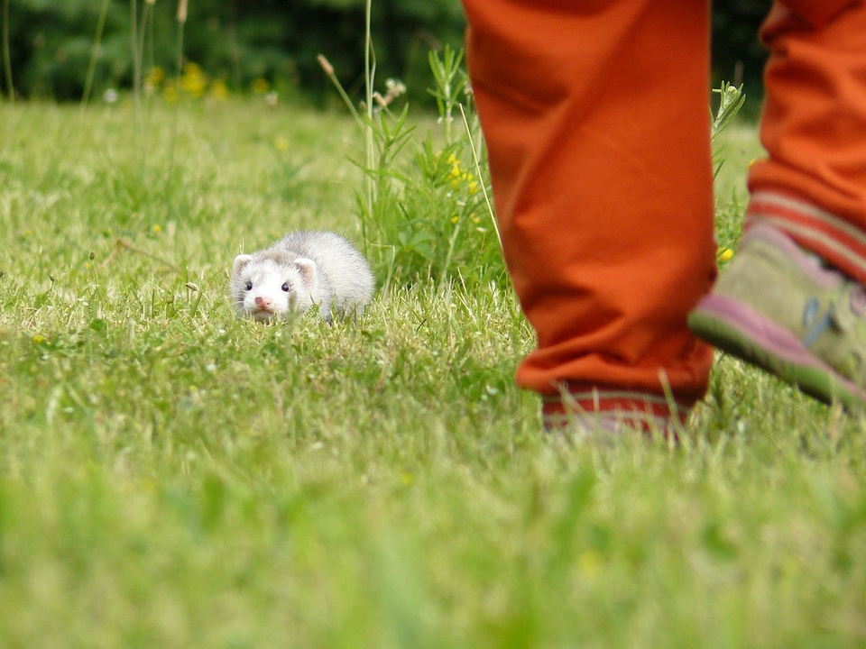 Weasel furry mammal