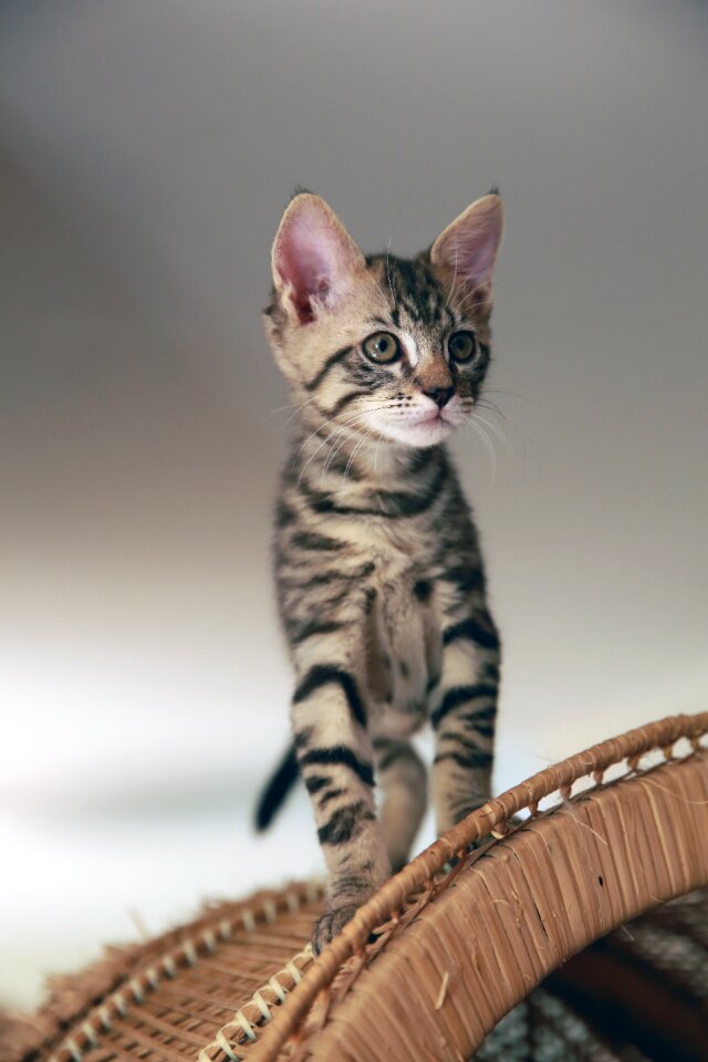 Kitten cat animal