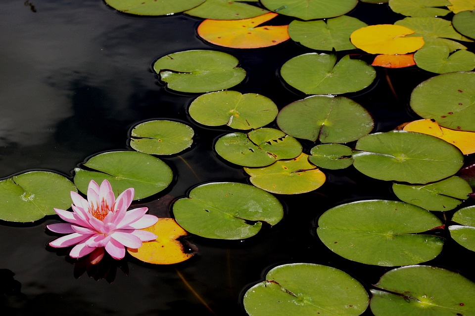Nature summer lake