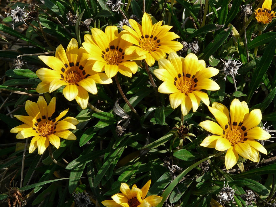 Yellow bright yellow lemon