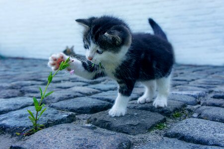 Kitten cat animal