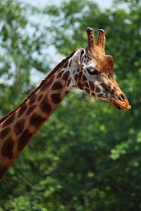 Giraffe green head photo