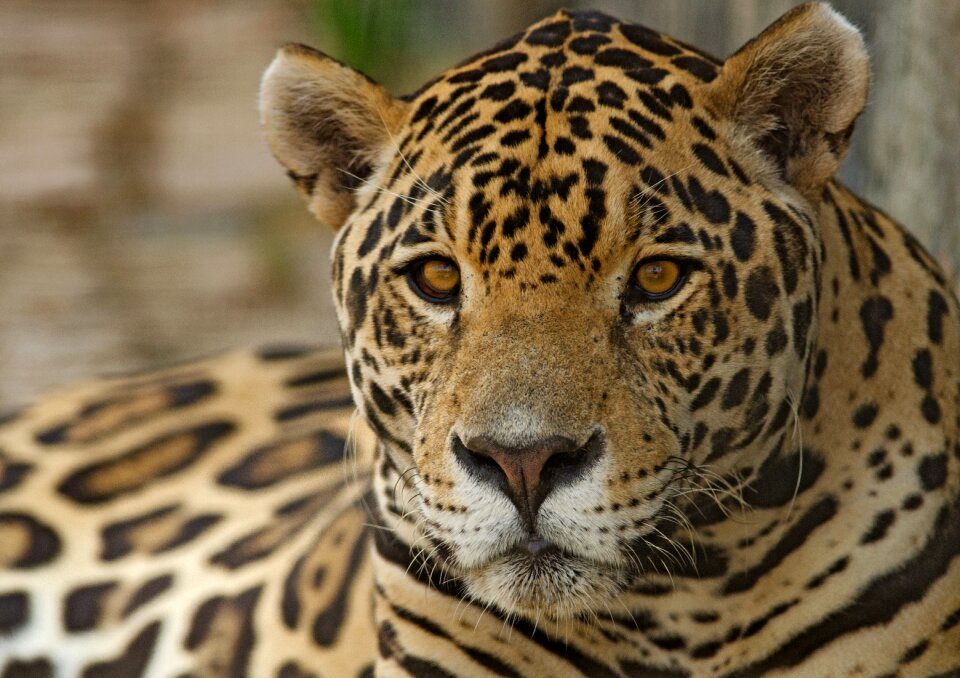Leopard animal