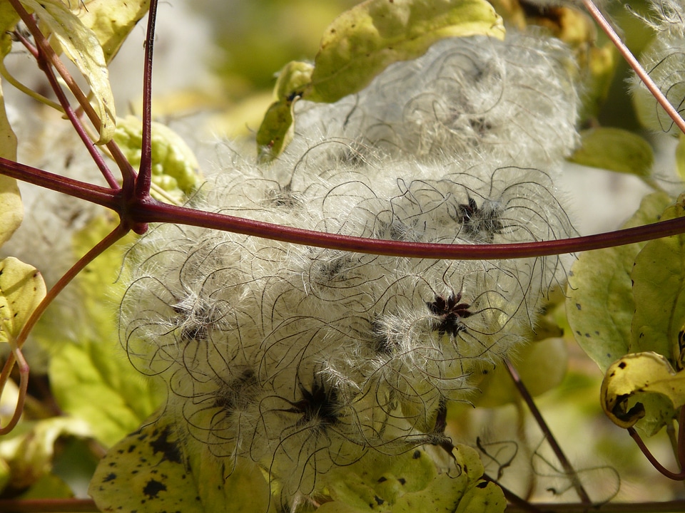Woolly clematis real clematis