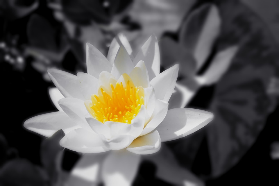 Flora nature garden