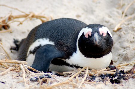 African penguin