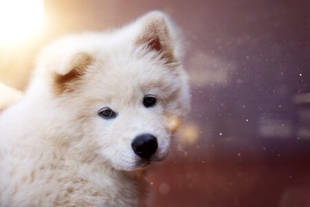 Akita dog animal photo