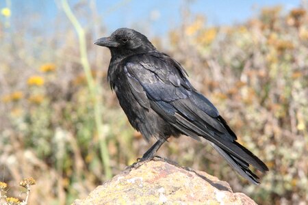 American crow bird