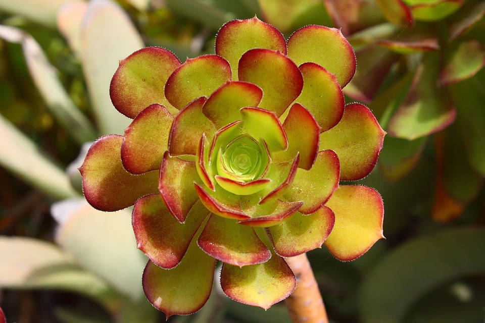 Species ornamental rosette