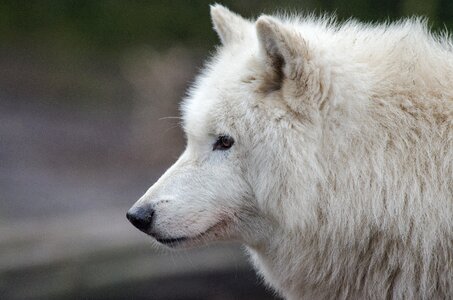 Arctic wolf animal