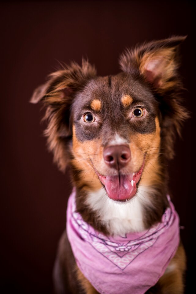 Australian shepherd dog animal photo