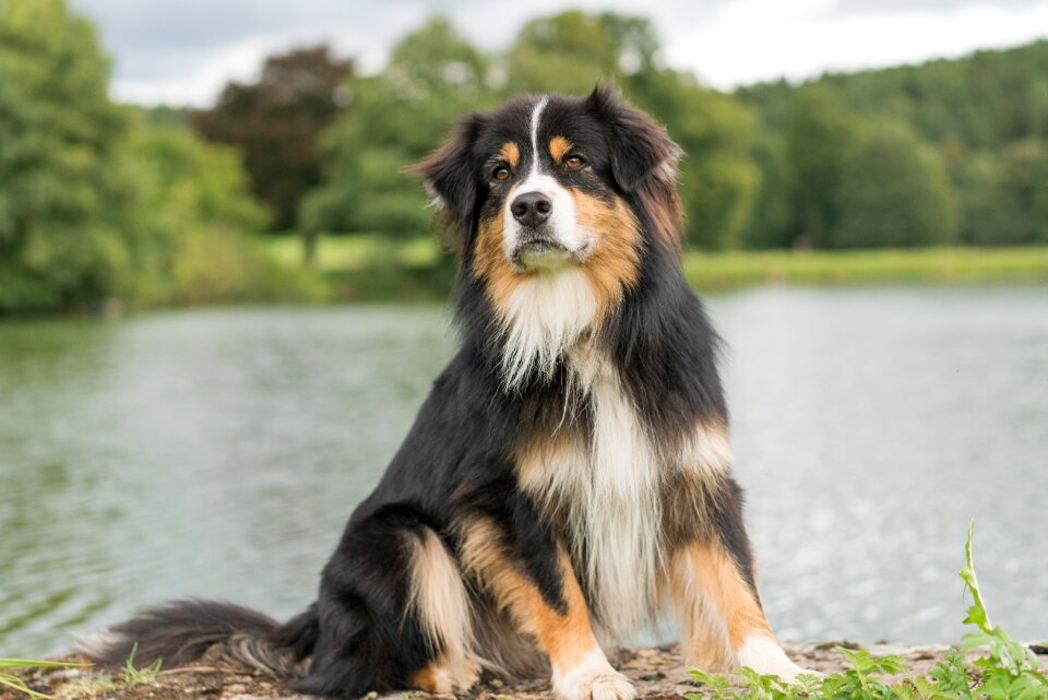 Australian shepherd dog