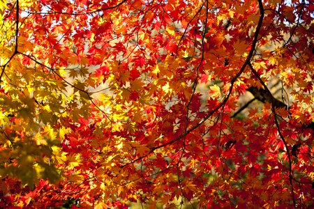 Autumhn maple leaves
