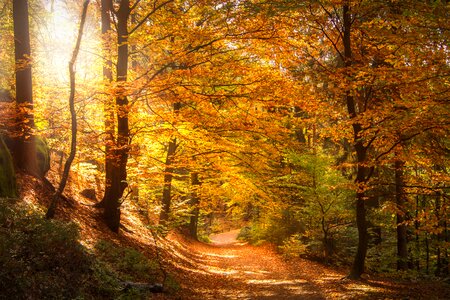 Autumn forest trees photo