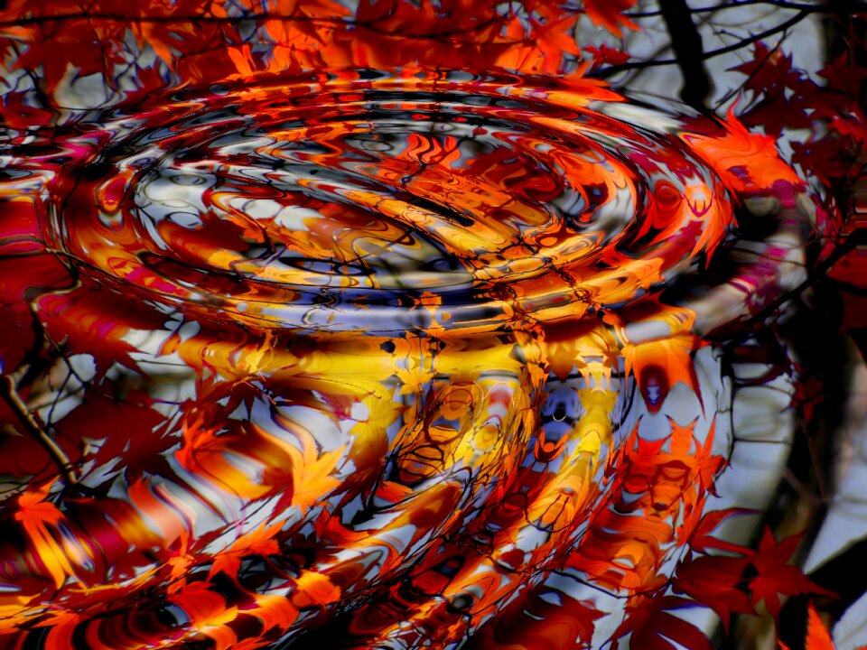 Autumn leaves water ripple