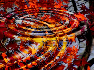 Autumn leaves water ripple
