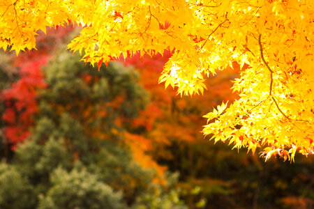 Autumn leaves