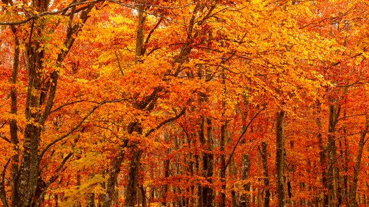 Autumn trees forest