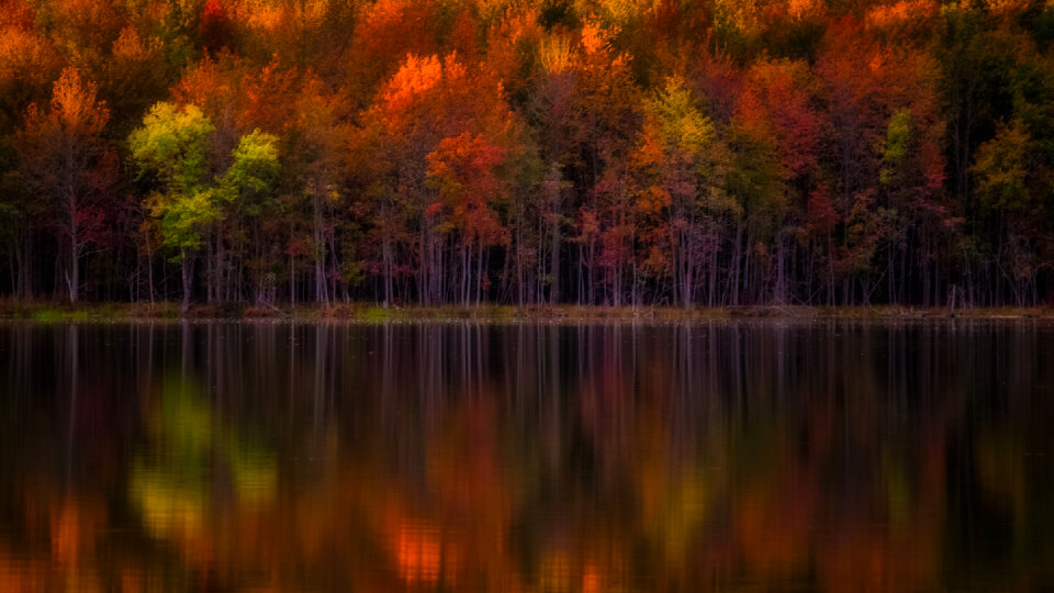 Autumn trees lake