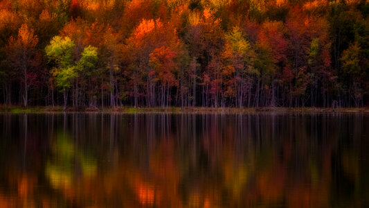 Autumn trees lake photo