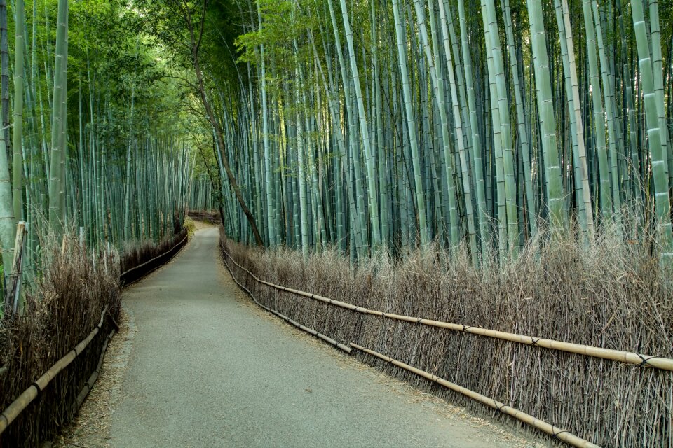 Bamboo forest arashiyama