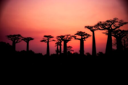 Baobab trees sunset