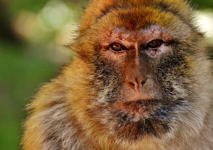 Barbary macaque ape photo