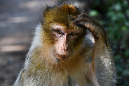 Barbary macaque monkey thinking photo