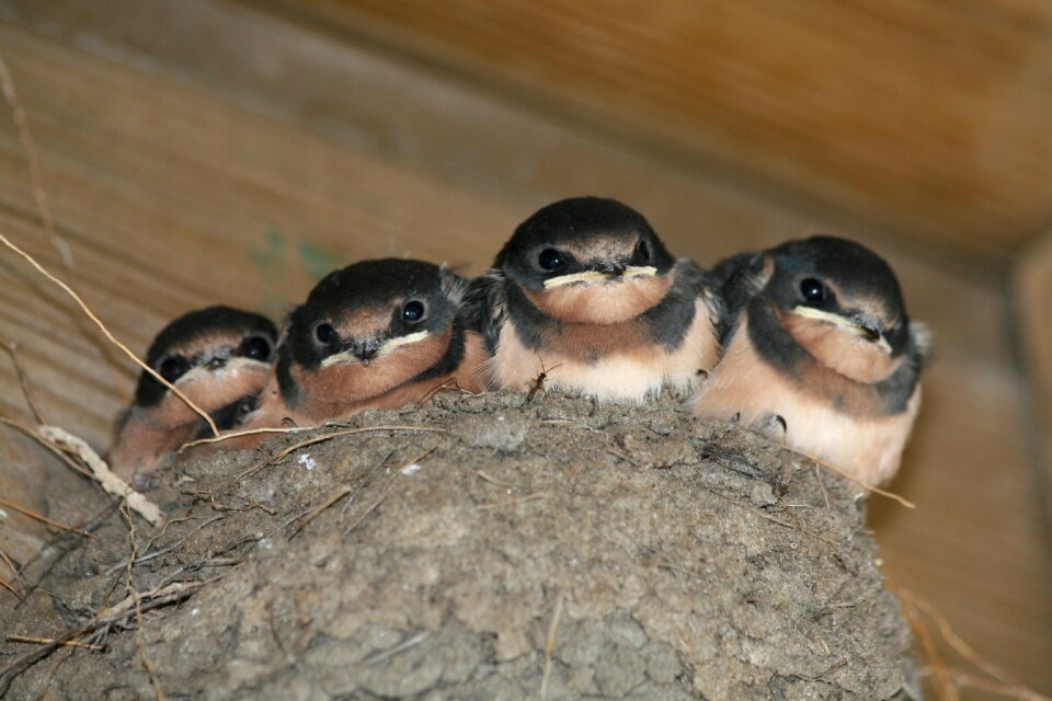 Barn swallow chicks