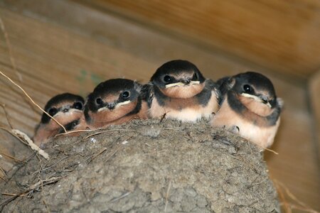 Barn swallow chicks