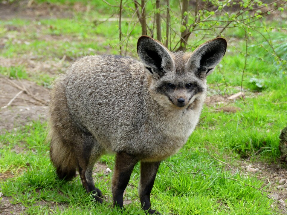 Bat eared fox animal