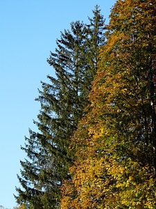 Fir tree conifer deciduous tree photo