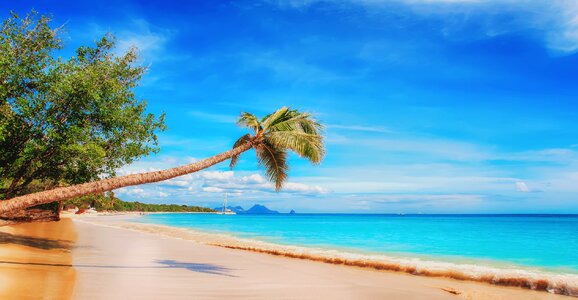 Beach sea palm tree photo