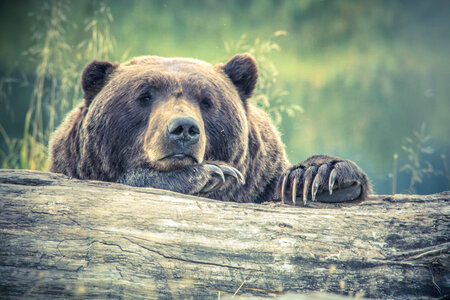 Bear animal