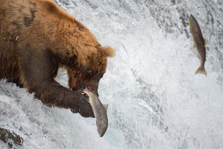 Bear catching fish