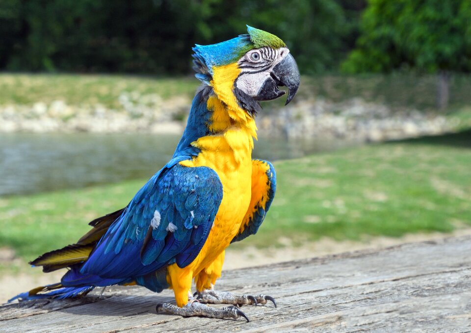 Blue and yellow macaw photo