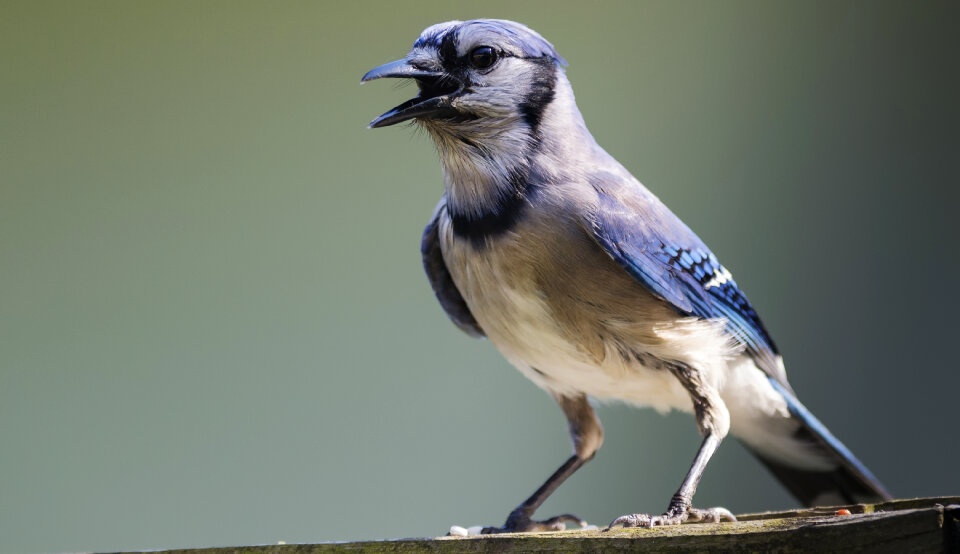 Blue jay bird photo