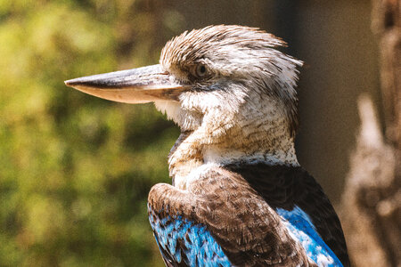 Blue winged kookaburra bird