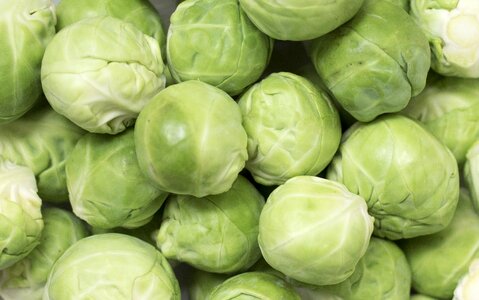 Brussels sprouts vegetable