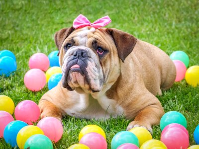 Bulldog animal