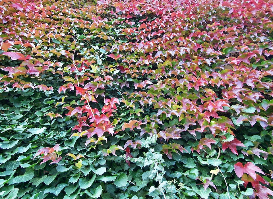 Vine colorful background